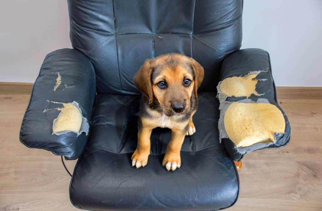 seguros para perros obligatorio