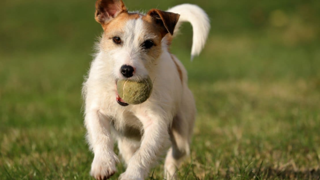 seguro-para-mascotas-jlaasociados