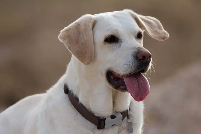 Seguros para mascotas: un producto relativamente nuevo en España