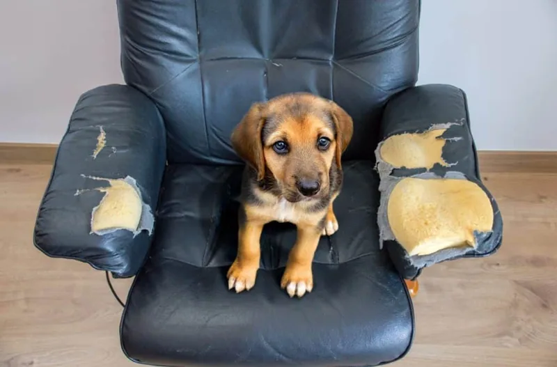 seguros para perros obligatorio