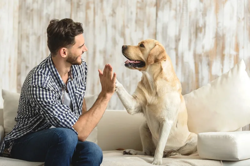 Seguros obligatorio para perros y la Ley de Bienestar Animal