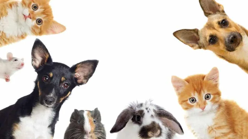 ¡No te arriesgues! Conoce las opciones de seguros para tu mascota y así estar preparado ante cualquier imprevisto