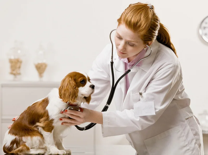 veterinario