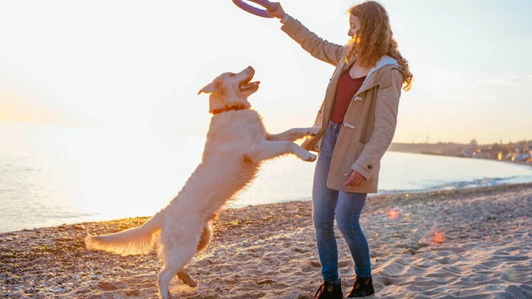 ¡Alerta, dueños de perros en España! ¿Formas parte de los 9,3 millones de personas que no los tiene asegurados? ¡Desde septiembre es ley!