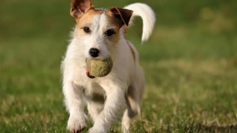 seguro-para-mascotas-jlaasociados