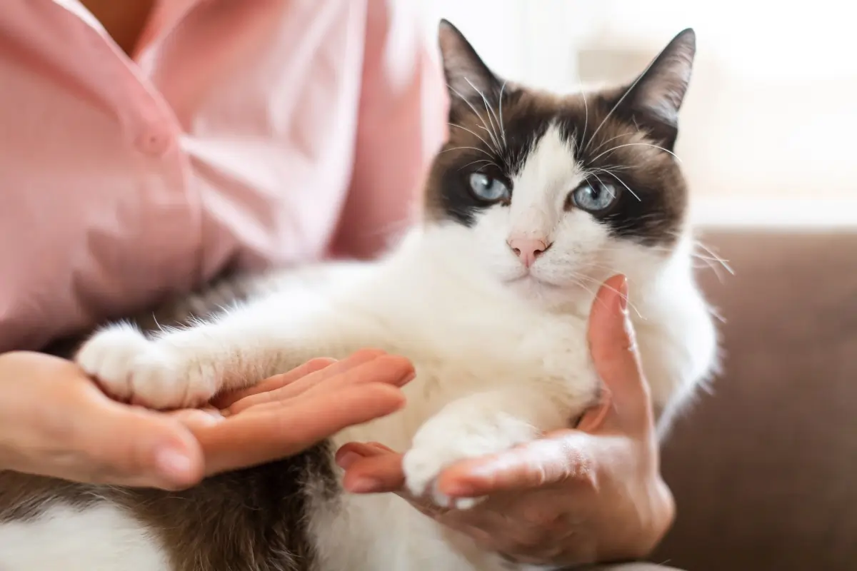 Ley de Bienestar Animal para gatos: Obligaciones y Multas