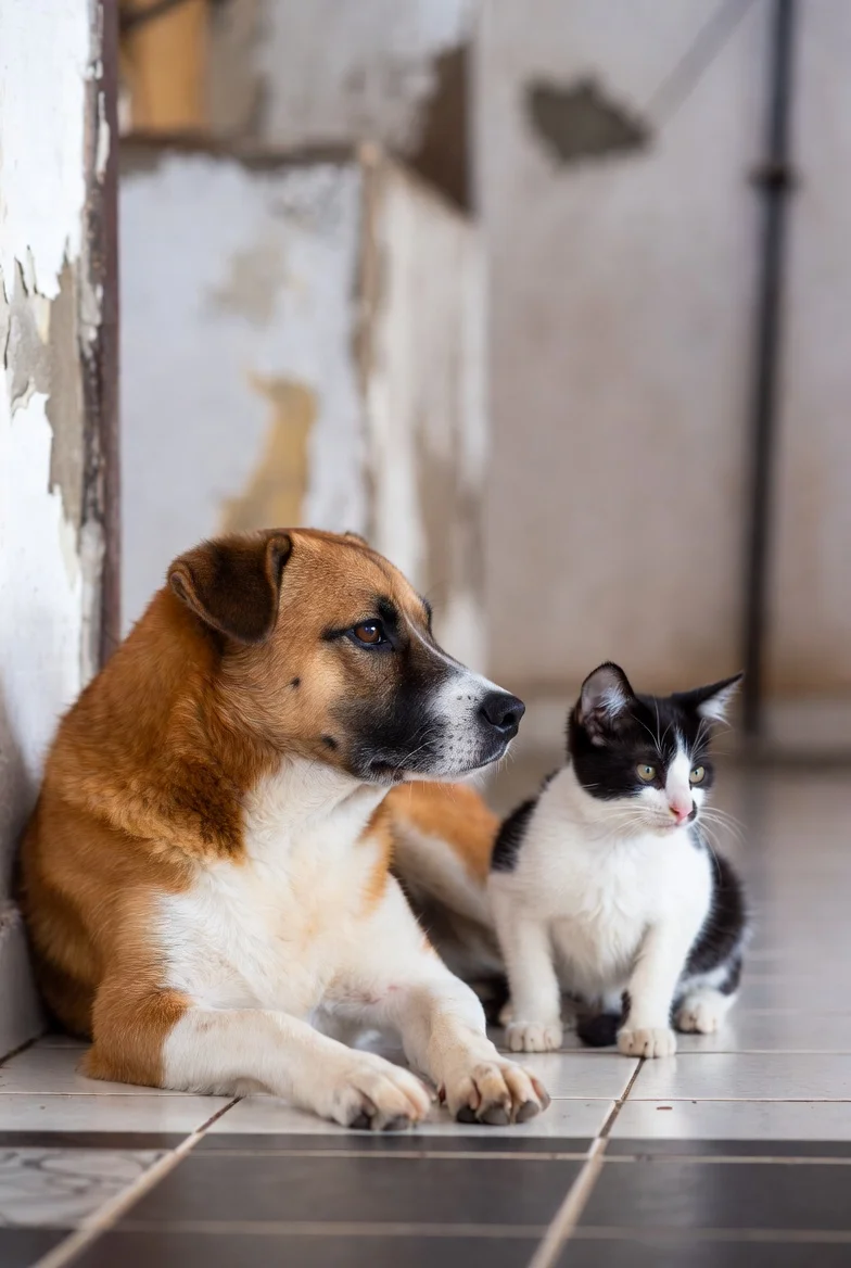 Perro y gato conviviendo tranquilamente en un piso de alquiler, representando la cobertura de responsabilidad civil por mascotas en el seguro de hogar